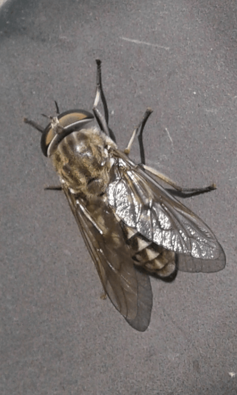 Tabanidae : Tabanus sp.(femmina)?  Sì, Tabanus cfr. sudeticus femmina,